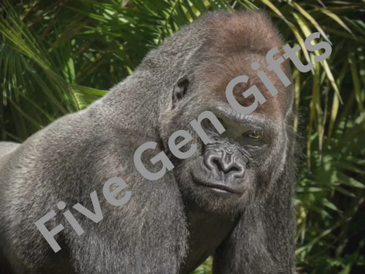 Posh Gorilla Valentines Voiceover Video eCard